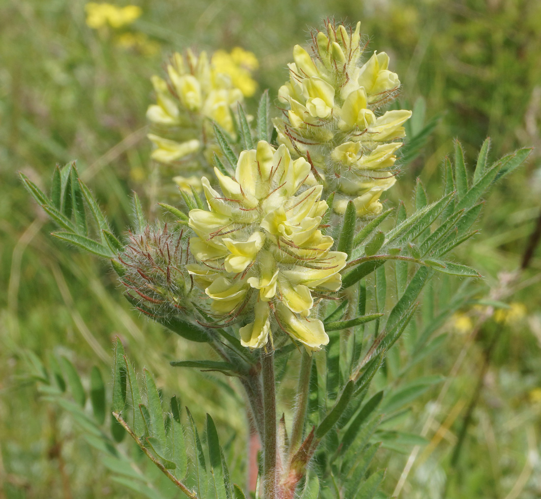 Image of Oxytropis pilosa specimen.