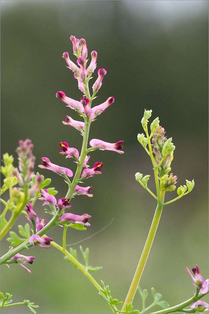 Изображение особи Fumaria officinalis.