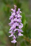 Dactylorhiza maculata. Соцветие. Ленинградская обл., Ломоносовский р-н, долина р. Шингарка, сфагновое болото. 05.07.2015.