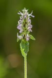 Betonica officinalis