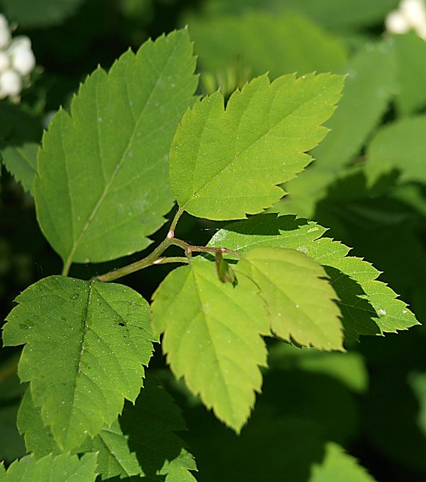 Image of Spiraea chamaedryfolia specimen.