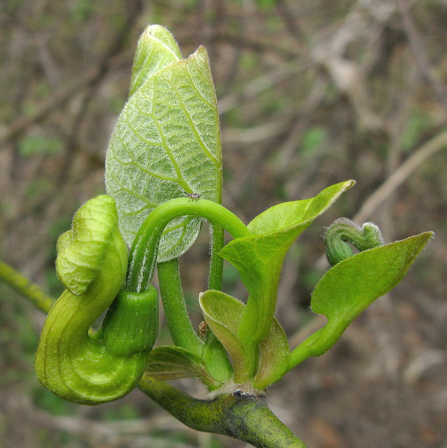 Image of Aristolochia manshuriensis specimen.