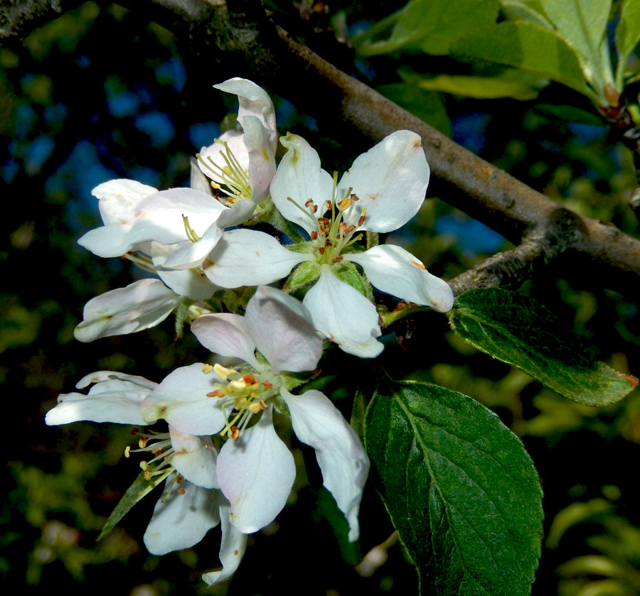 Изображение особи Malus orientalis.