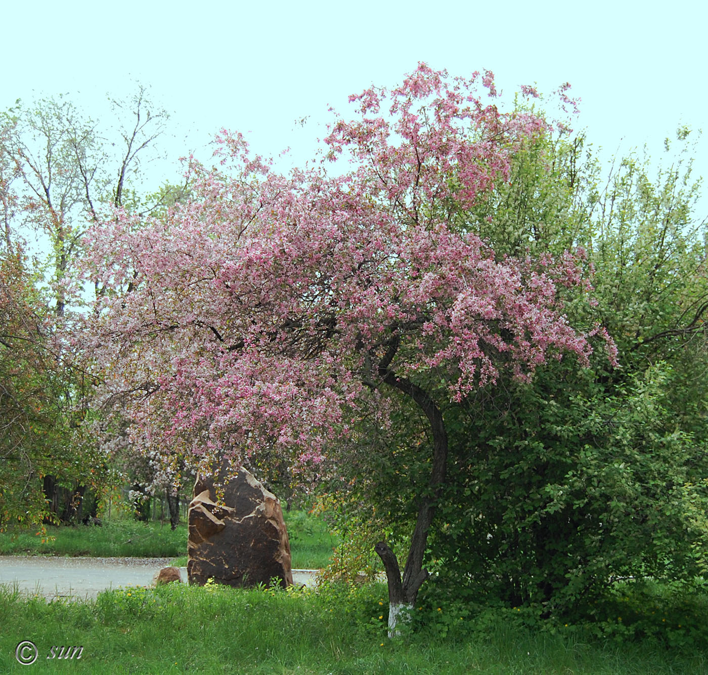 Изображение особи Malus &times; purpurea.