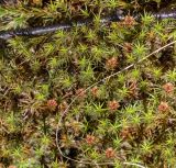 Polytrichum strictum