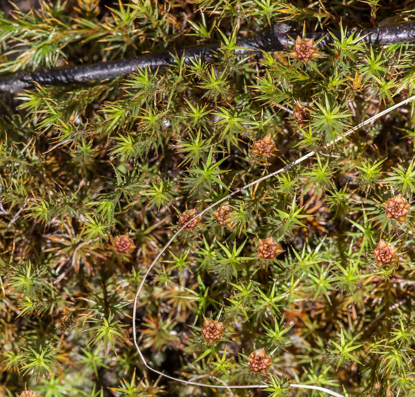 Изображение особи Polytrichum strictum.