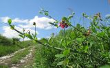 Lathyrus miniatus. Верхушка цветущего растения. Краснодарский край, м/о г. Геленджик, хр. Маркотх, гора Иорданова, выс. ≈ 630 м н.у.м., горный луг. 21.05.2016.