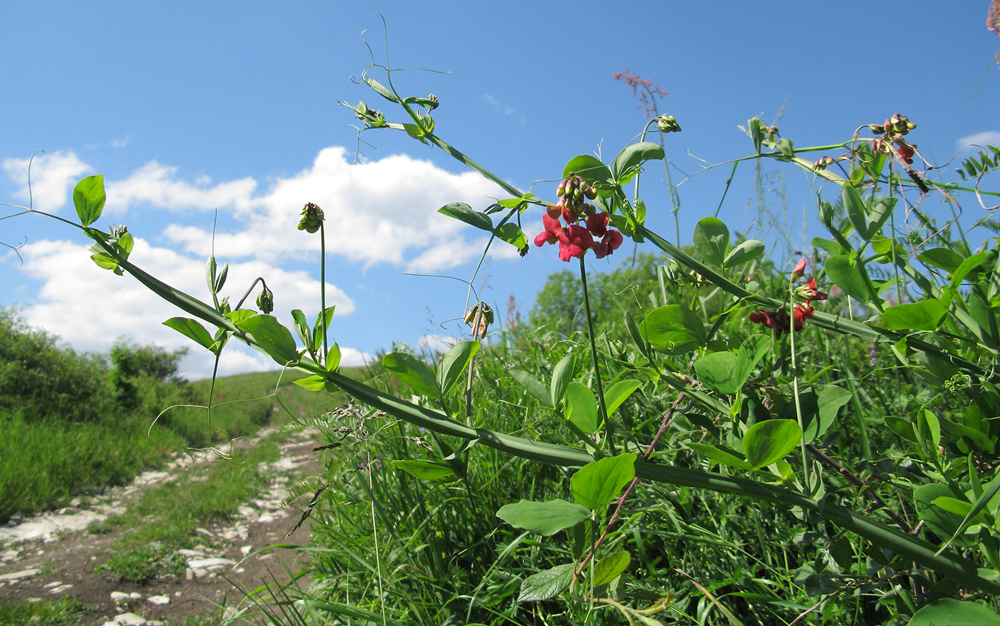 Изображение особи Lathyrus miniatus.