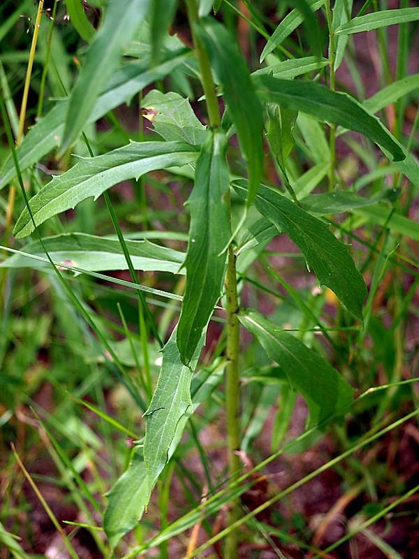 Изображение особи Hieracium umbellatum.