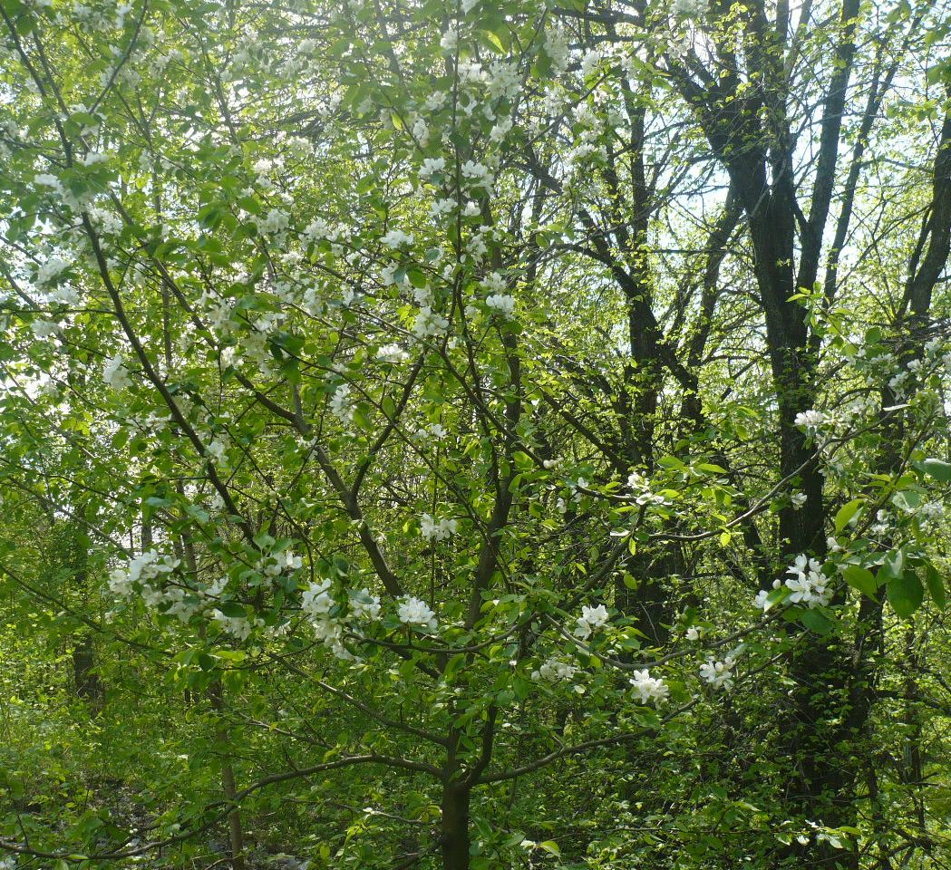 Image of Malus sylvestris specimen.