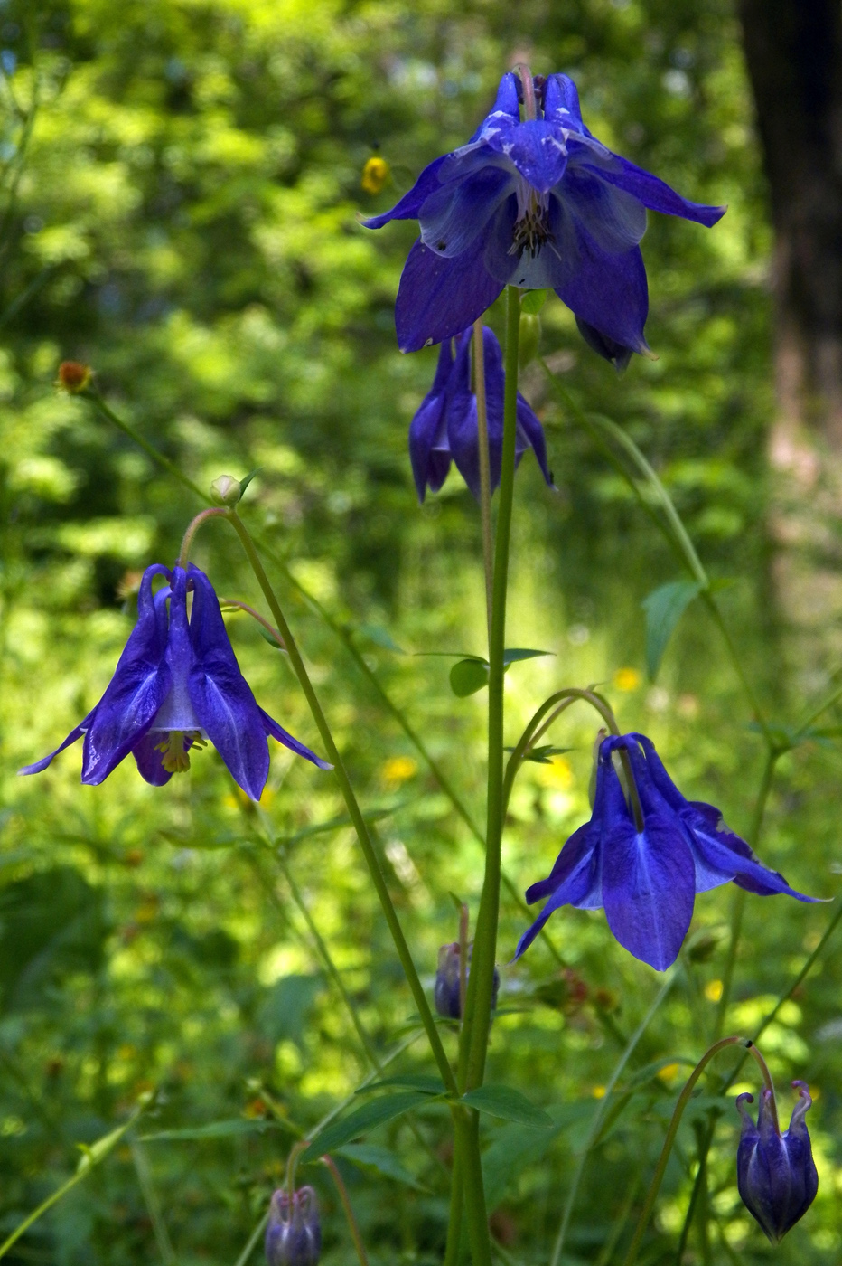 Image of Aquilegia vulgaris specimen.