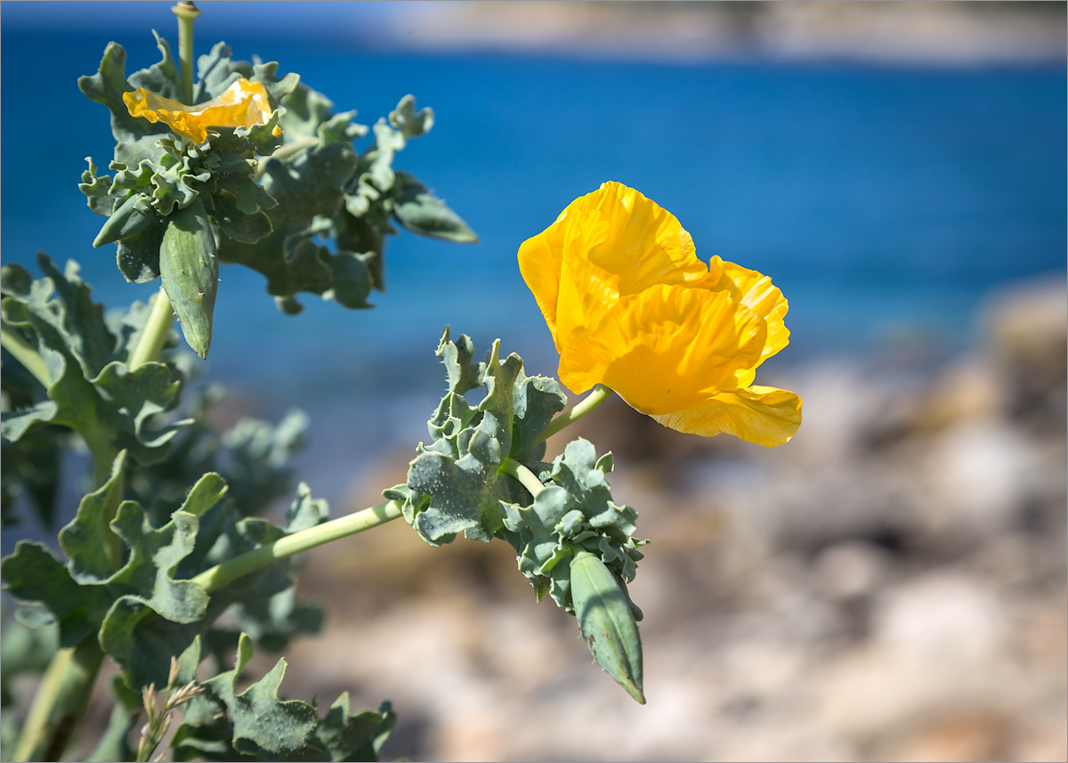 Изображение особи Glaucium flavum.