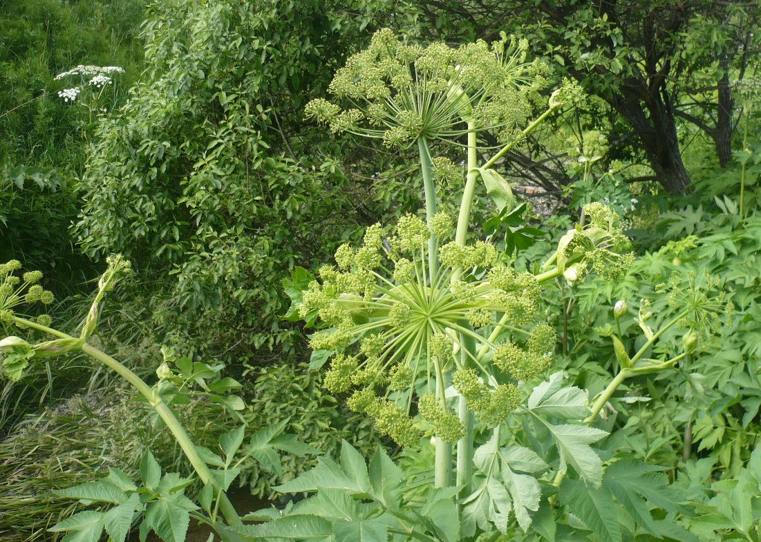 Image of Archangelica decurrens specimen.