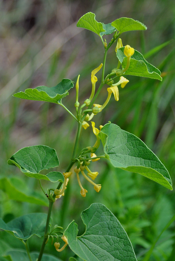 Image of Aristolochia clematitis specimen.