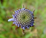 Jasione montana