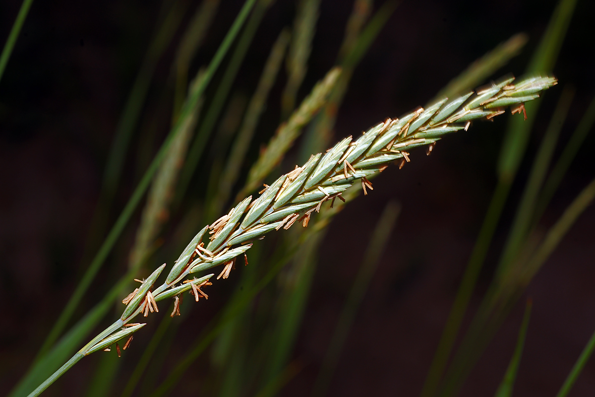 Image of Elytrigia repens specimen.