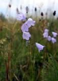 Campanula rotundifolia