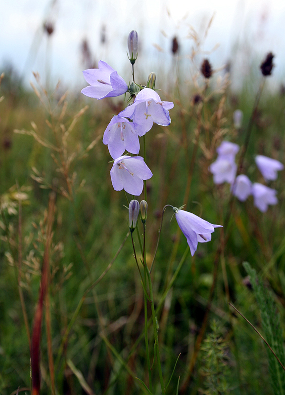 Изображение особи Campanula rotundifolia.