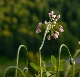 Allium rubens. Соцветие. Южный Урал, Челябинская обл., правый берег р. Ай, вершина скального массива ниже Больших Притесов. 9 июля 2016 г.