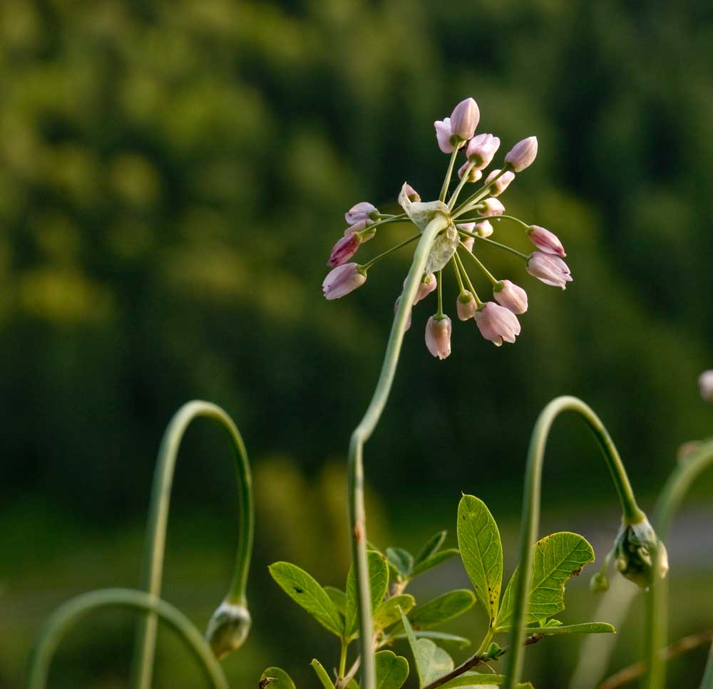 Изображение особи Allium rubens.