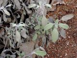 Salvia officinalis. Молодые побеги. Москва, филиал Ботсада МГУ \"Аптекарский огород\", Сад лекарственных трав. 29.03.2015.