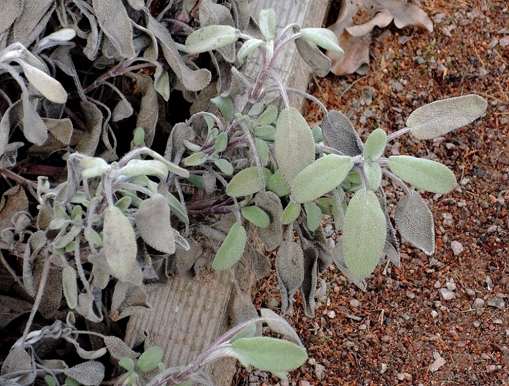 Image of Salvia officinalis specimen.