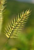 Agropyron pinifolium