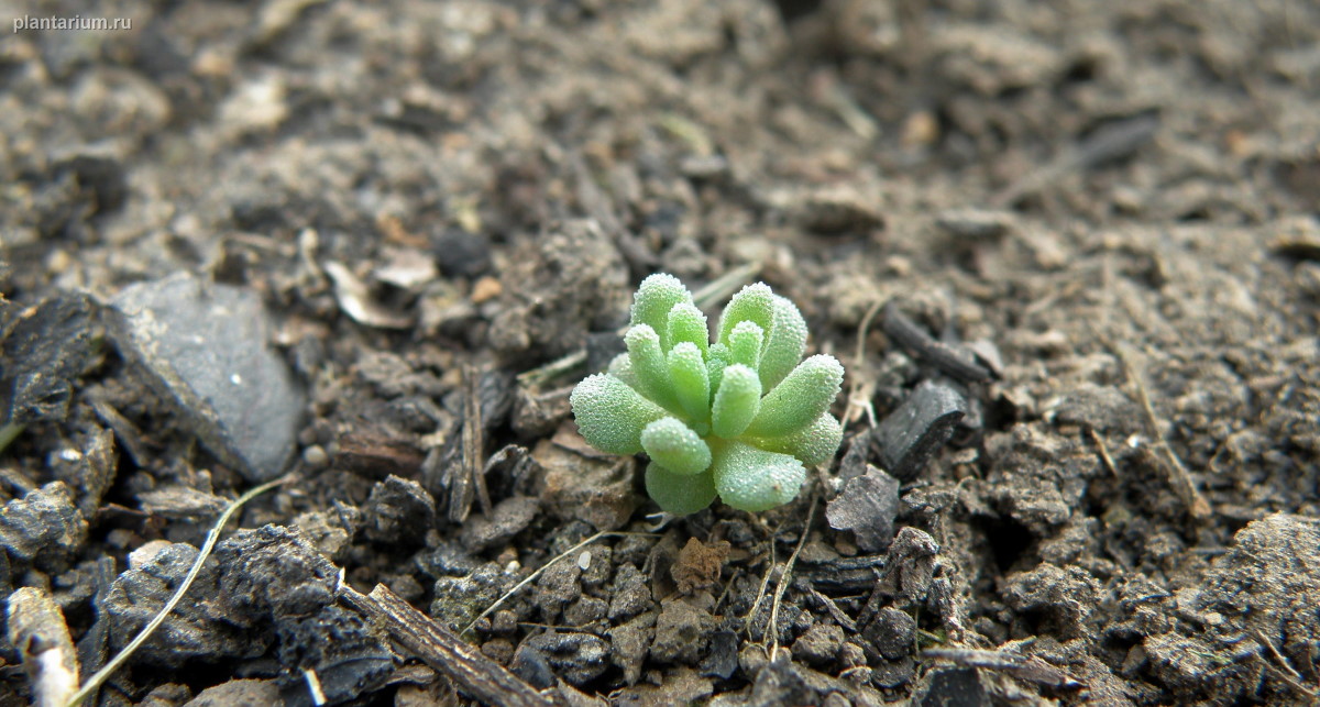 Image of Sedum pallidum ssp. bithynicum specimen.