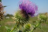 Cirsium ciliatum