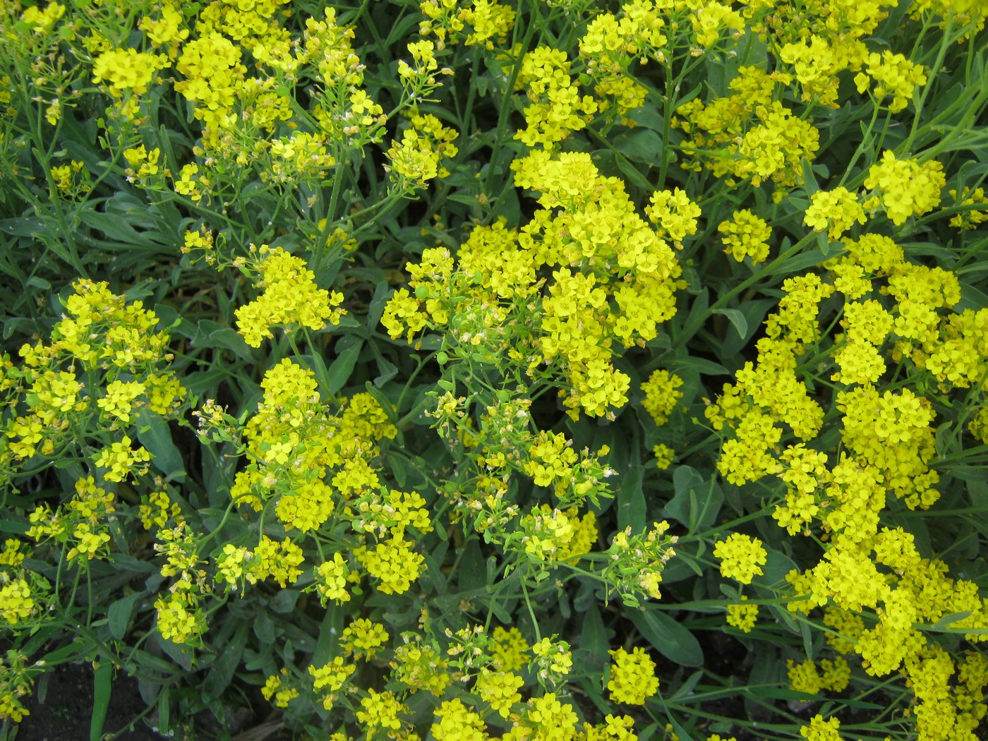 Image of genus Alyssum specimen.
