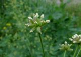 Thalictrum pavlovii. Плод - многоорешек. Красноярский край, парк \"Ергаки\", окр. базы Тушканчик, край зарослей ив близ субальпийского редколесья. 19.07.2016.