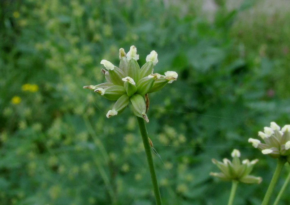 Изображение особи Thalictrum pavlovii.