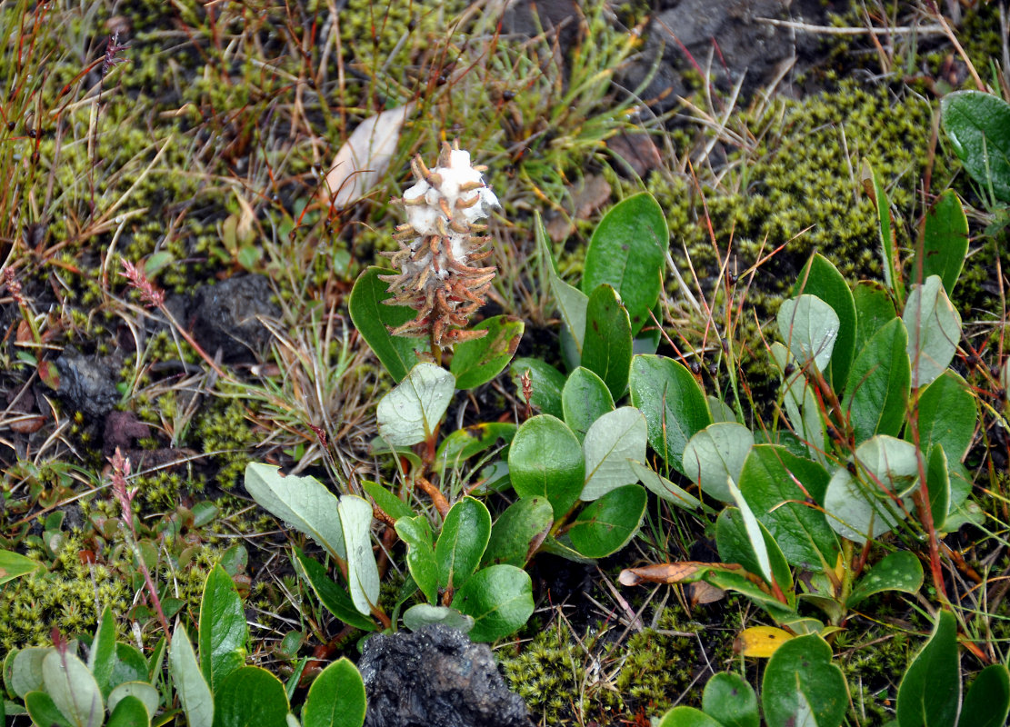 Image of Salix arctica specimen.