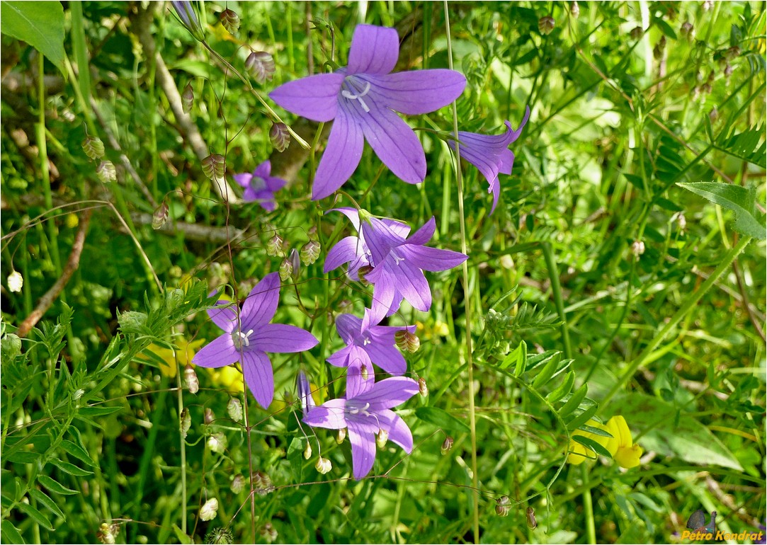 Image of Campanula patula specimen.