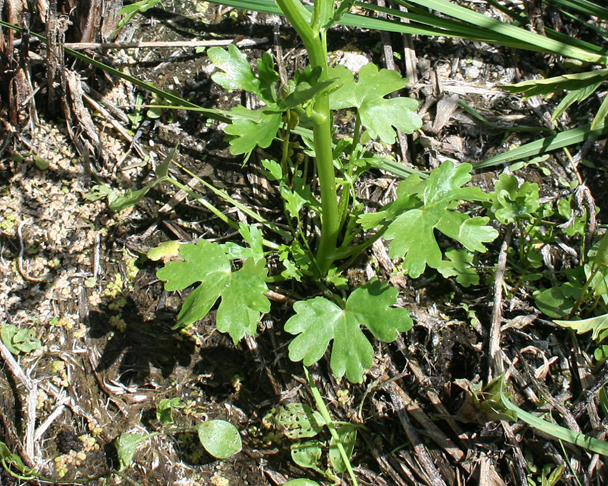 Изображение особи Ranunculus sceleratus.