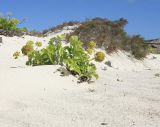 Astydamia latifolia. Плодоносящее растение; на заднем плане - Suaeda vera. Испания, автономное сообщество Канарские о-ва, провинция Лас Пальмас, о-в Фуэртевентура, провинция Лас Пальмас, муниципалитет Ла Олива, северные окр. пос. Эль Котильо, дюны у мыса de la Enrocadiza. 10.03.2016.