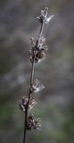 Cichorium intybus