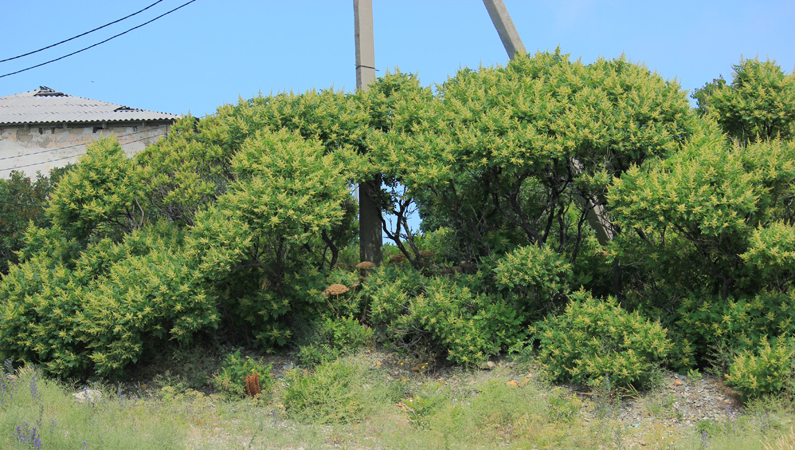 Image of Rhus coriaria specimen.