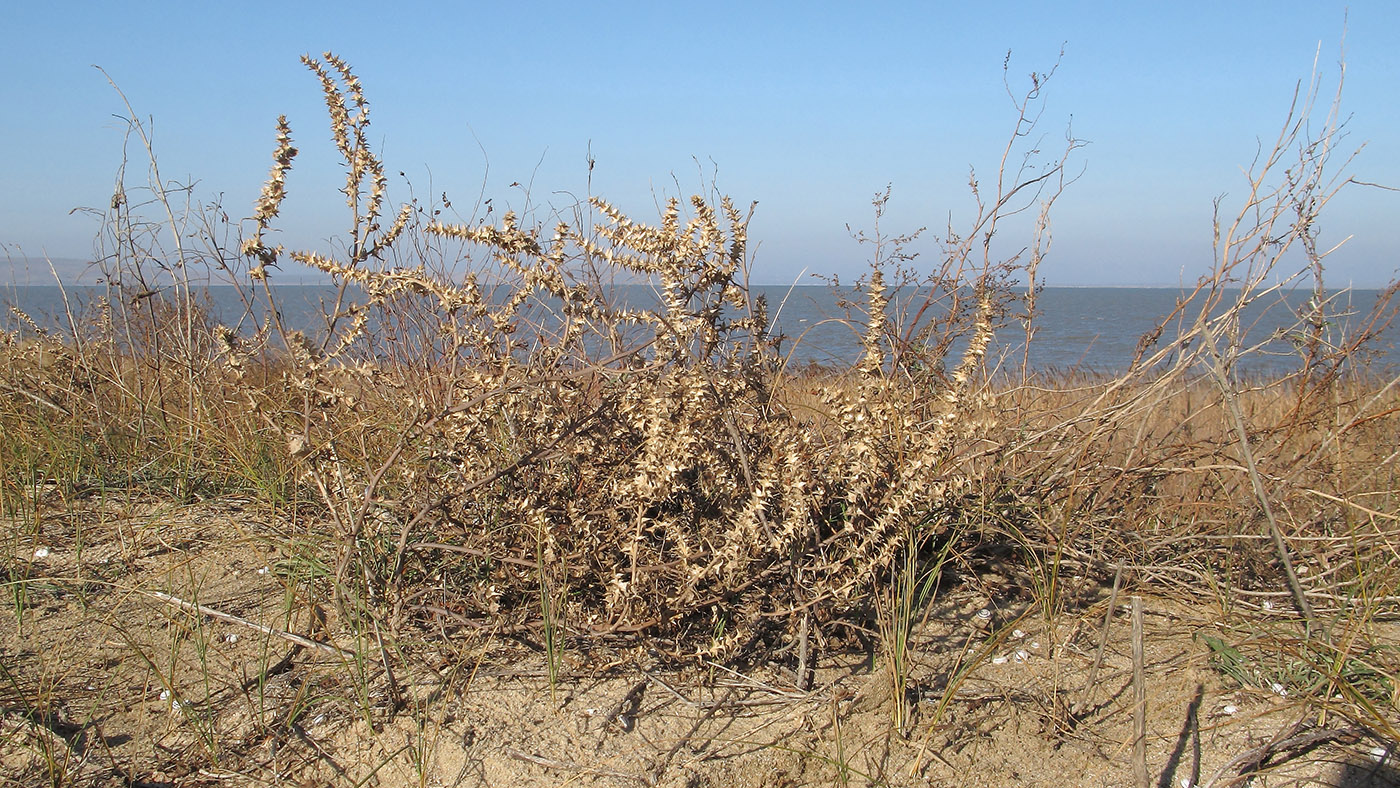 Image of Salsola pontica specimen.