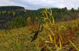 Lathyrus sylvestris. Плодоносящий побег. Пермский край, Кунгурский р-н, высокий правый берег р. Шаква ниже с. Тарнабаево. 2 октября 2016 г.