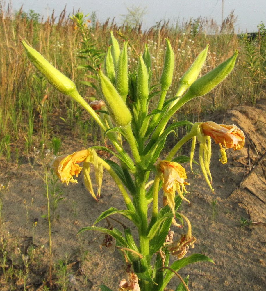 Изображение особи Oenothera biennis.