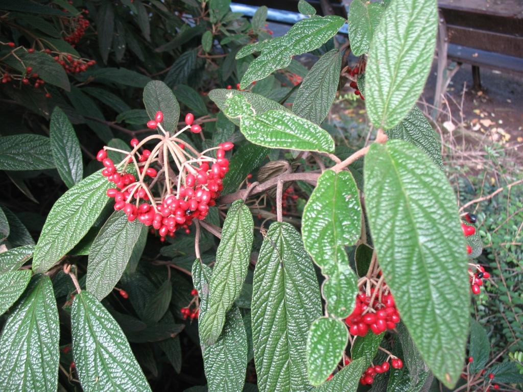 Image of Viburnum rhytidophyllum specimen.