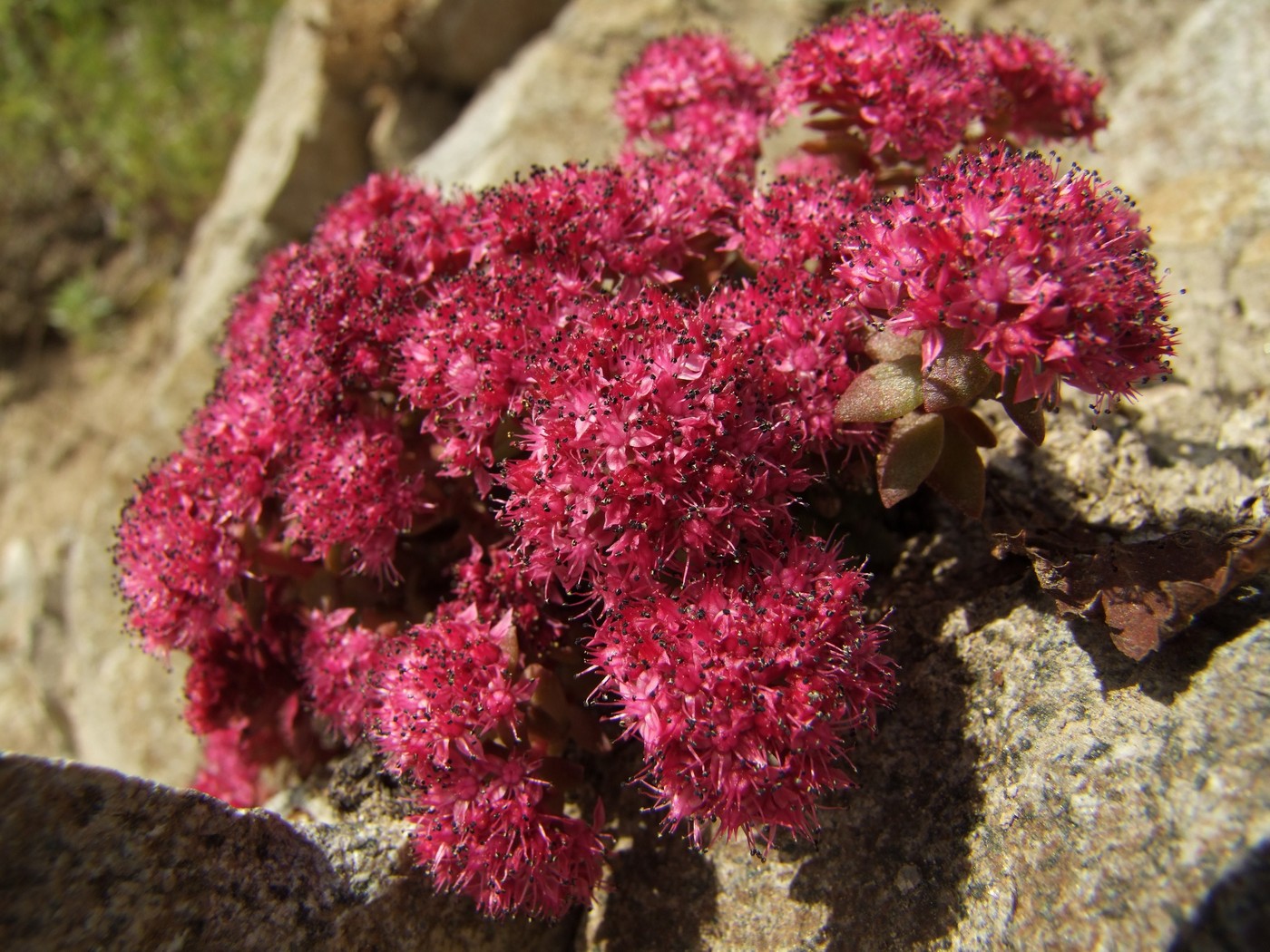 Image of Hylotelephium cyaneum specimen.