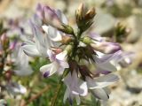 Astragalus alpinus