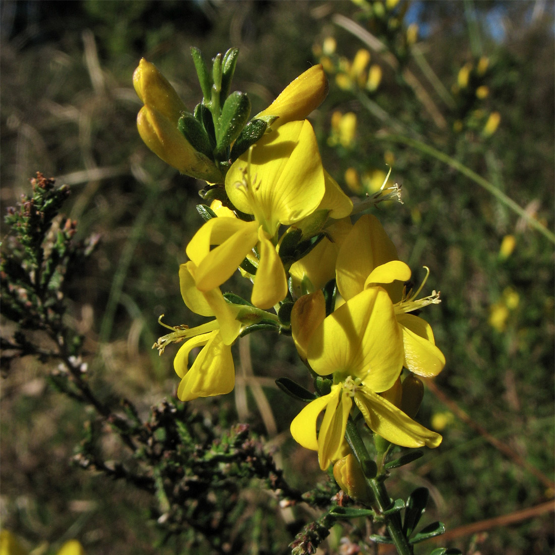 Изображение особи Genista pilosa.