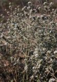 Marrubium peregrinum. Верхушка цветущего растения. Крым, Арабатская стрелка (юг). 24.07.2009.