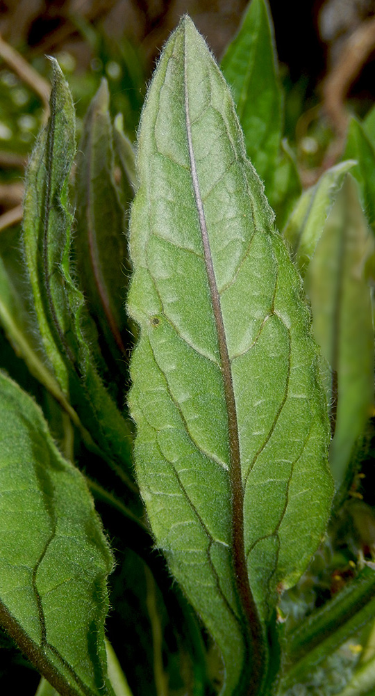 Изображение особи Solenanthus biebersteinii.