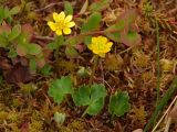 Ranunculus lapponicus