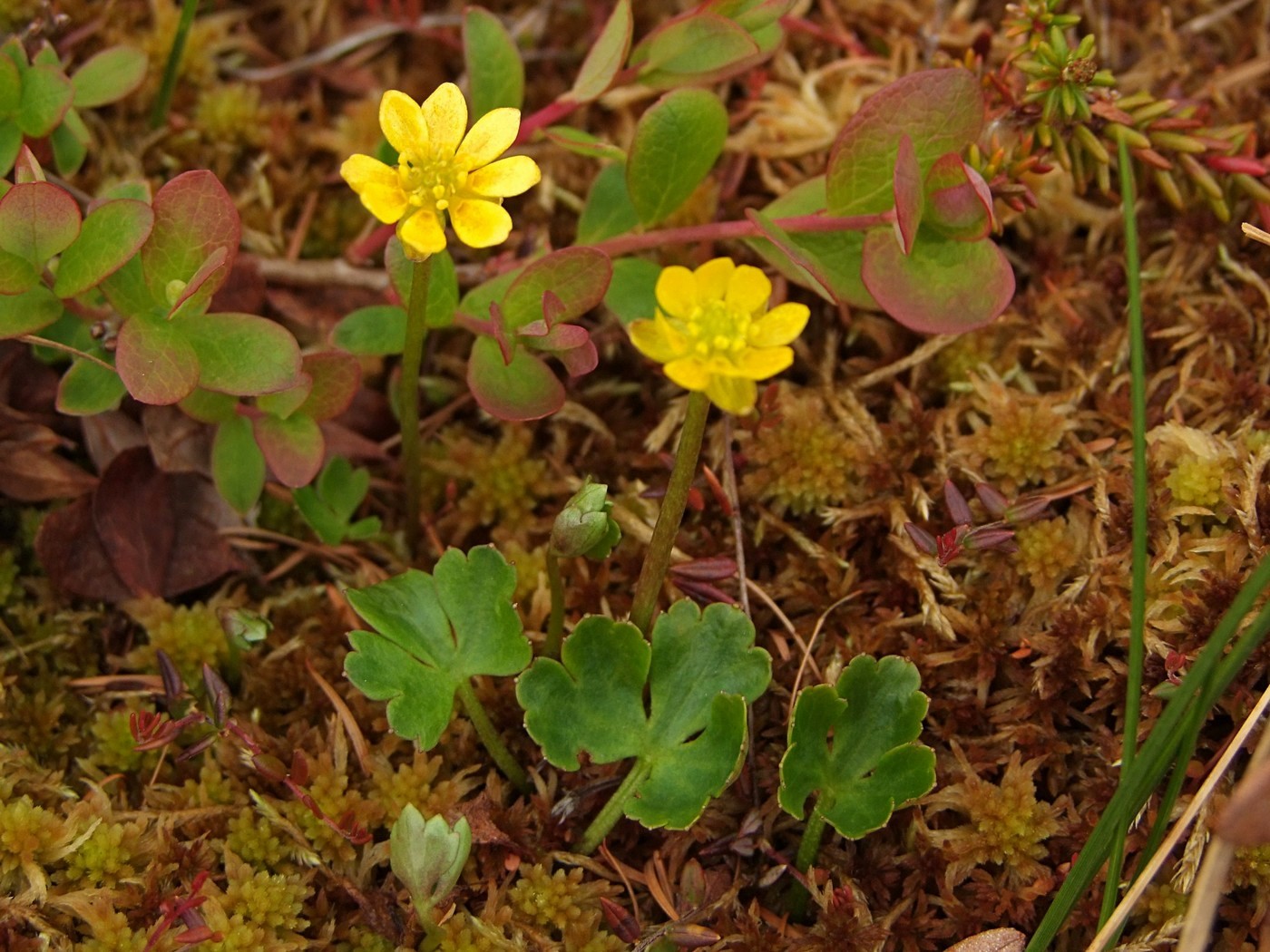 Изображение особи Ranunculus lapponicus.