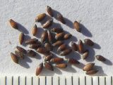 Image of taxon representative. Author is Сергей Банкетов